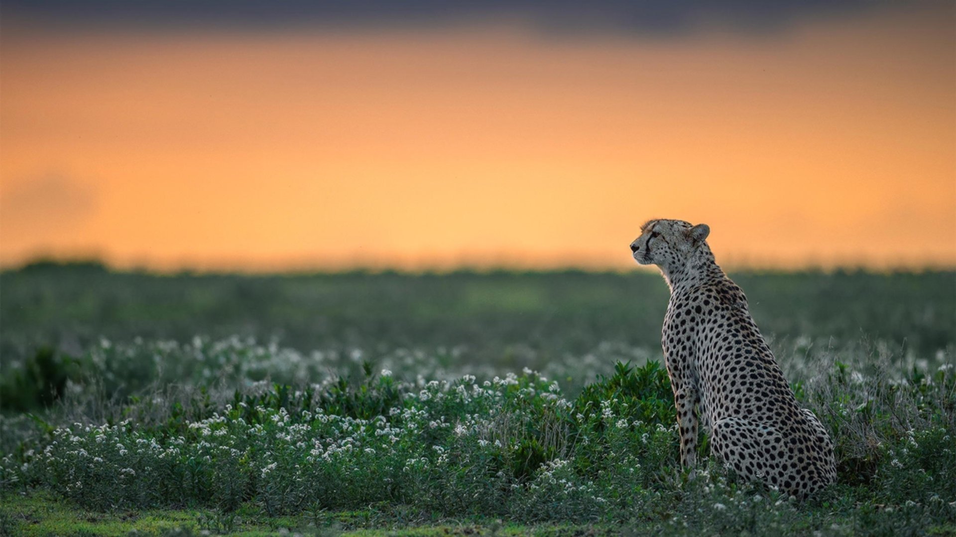 -亚洲杯中国女足逆袭 球迷点赞教练布阵，中国女足惊动亚足联