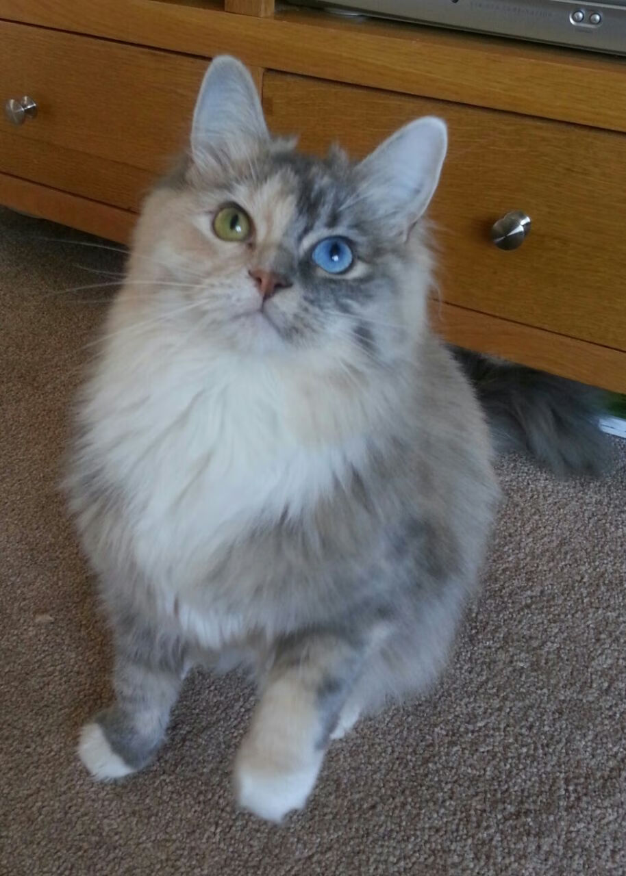 MILANSPORT入口-俱乐部管理层决策缺少专业支持，俱乐部型管理风格是什么