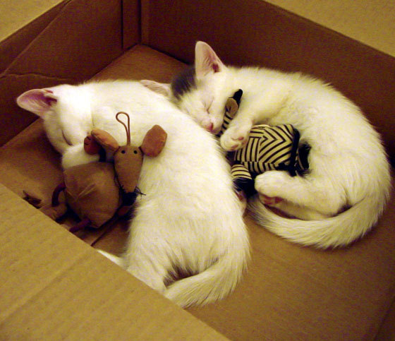 MILANSPORT下载-印度乒乓赛制的独特魅力与挑战，印度乒乓球名将