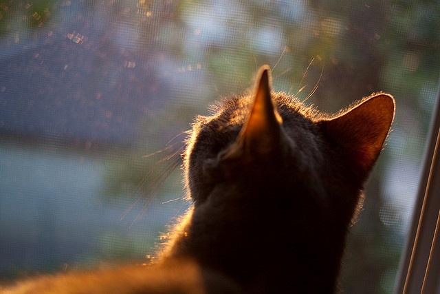 米兰体育APP-控卫节奏控制力是否决定轮换阵容衔接顺利，控卫打法