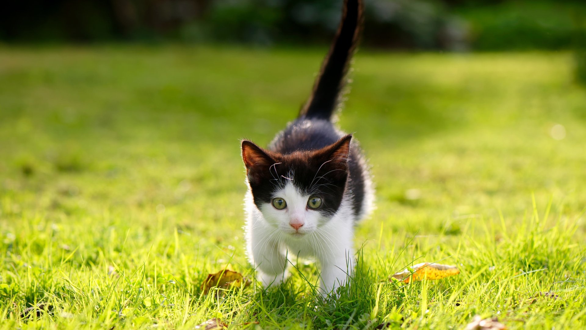 米兰登录入口-新加坡队赛制研究：团体赛中如何打破传统战术，创造新机会，新加坡队第几个出场