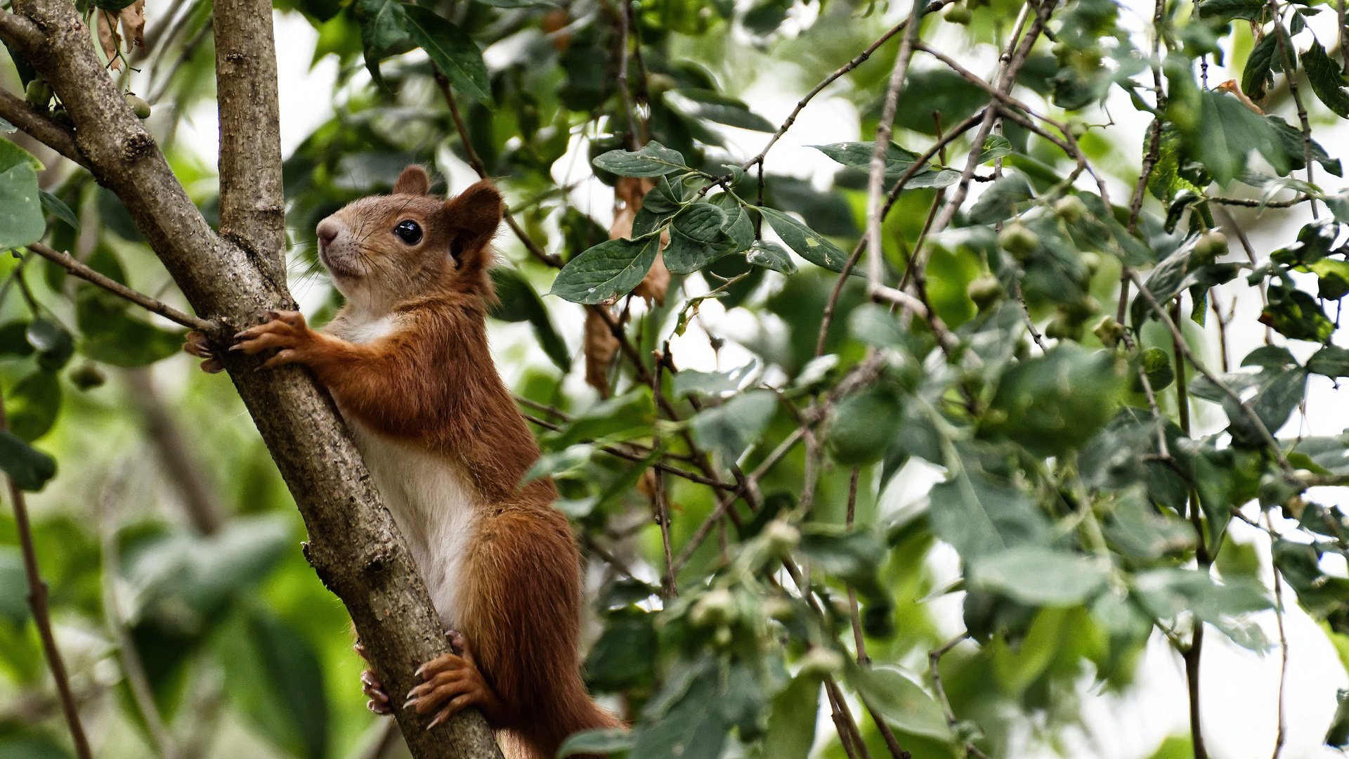 米兰体育APP-马赛高位起脚制造持续射门机会，马赛回旋动作分解图