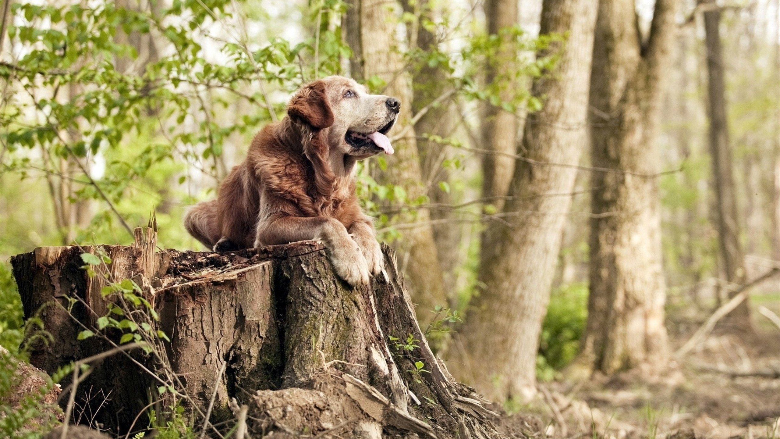 米兰体育APP-马赛高位起脚制造持续射门机会，马赛回旋动作分解图