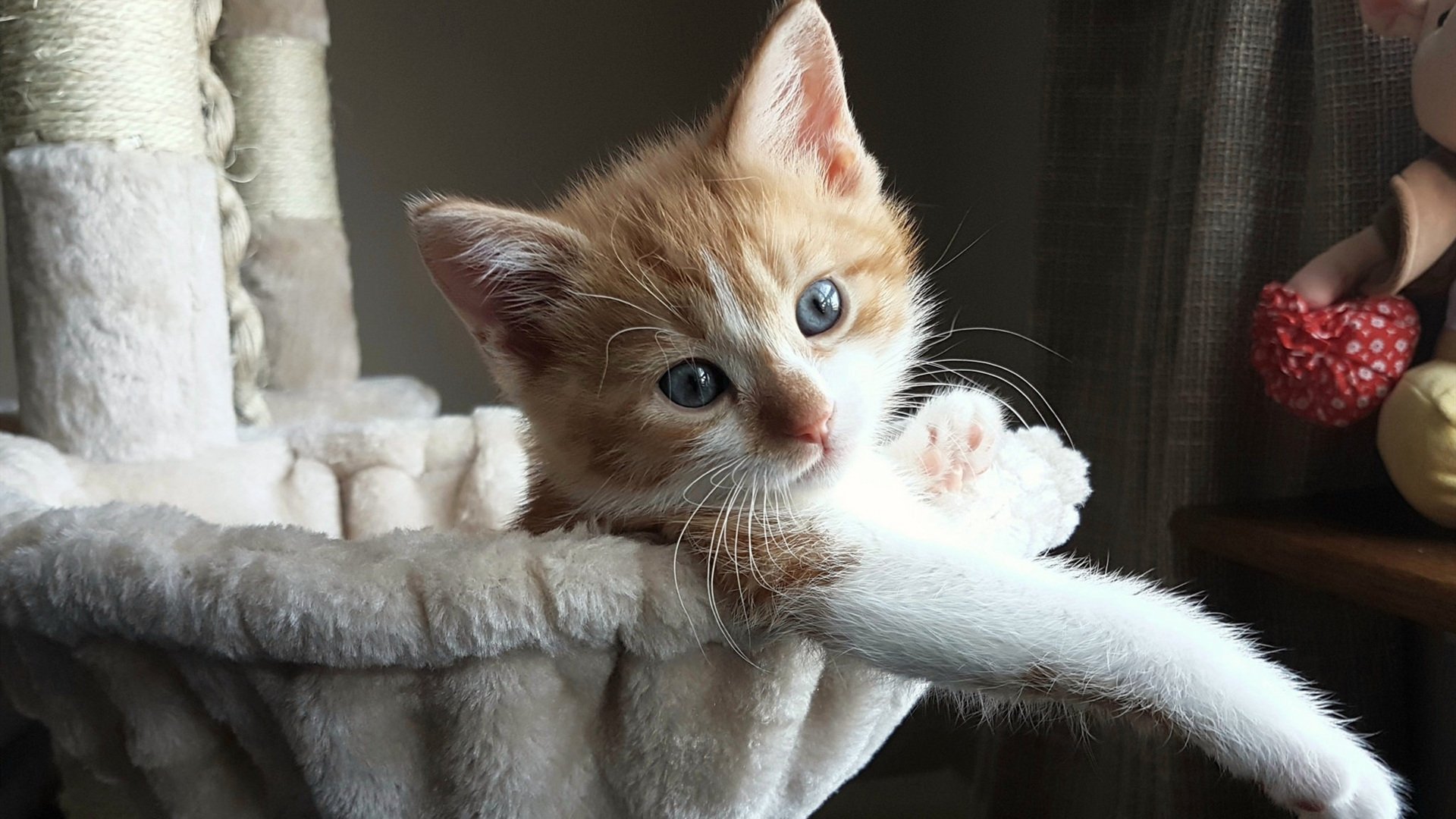 Milan Sports-南非春bok队的反弹，能否挑战全黑队的统治地位，南非春苗行动什么时候开始