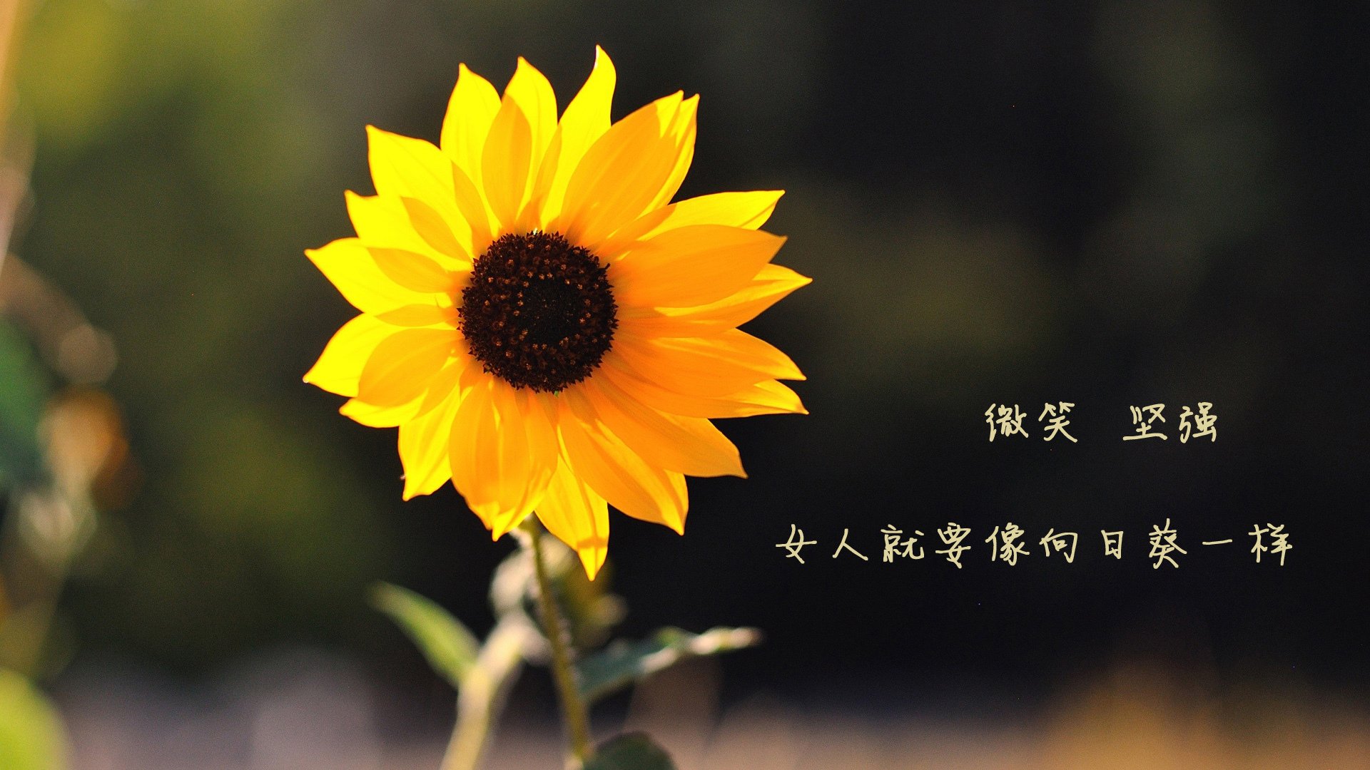 AC米兰-摩纳哥仰泳选手状态回暖,摩纳哥冠军