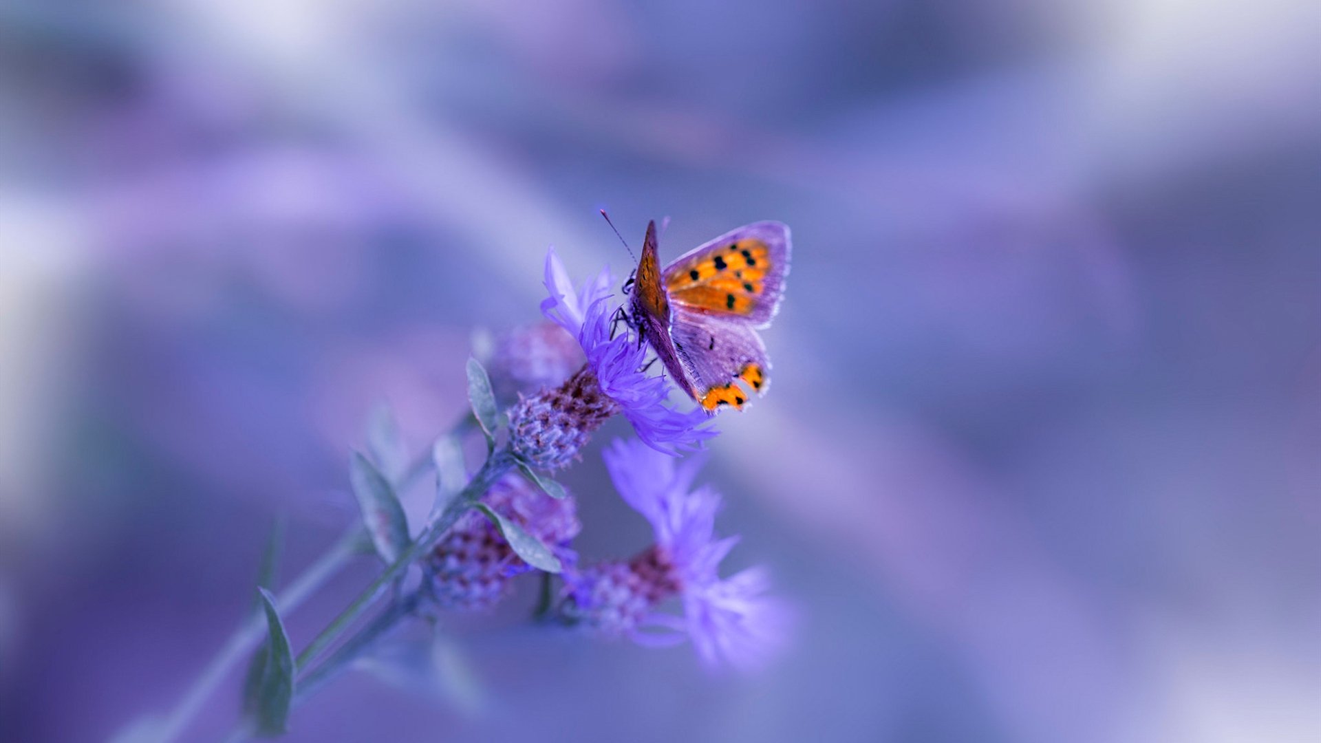 MILANSPORT入口-特色足球文化周在多个城市轮番举行，展示多元魅力，足球文化宣传主题海报