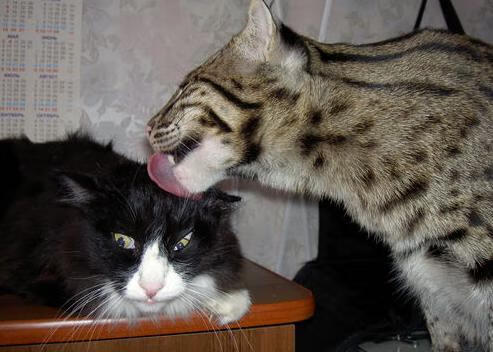 米兰体育官网-球员伤退引发替补新机会，球员受伤了还有工资吗