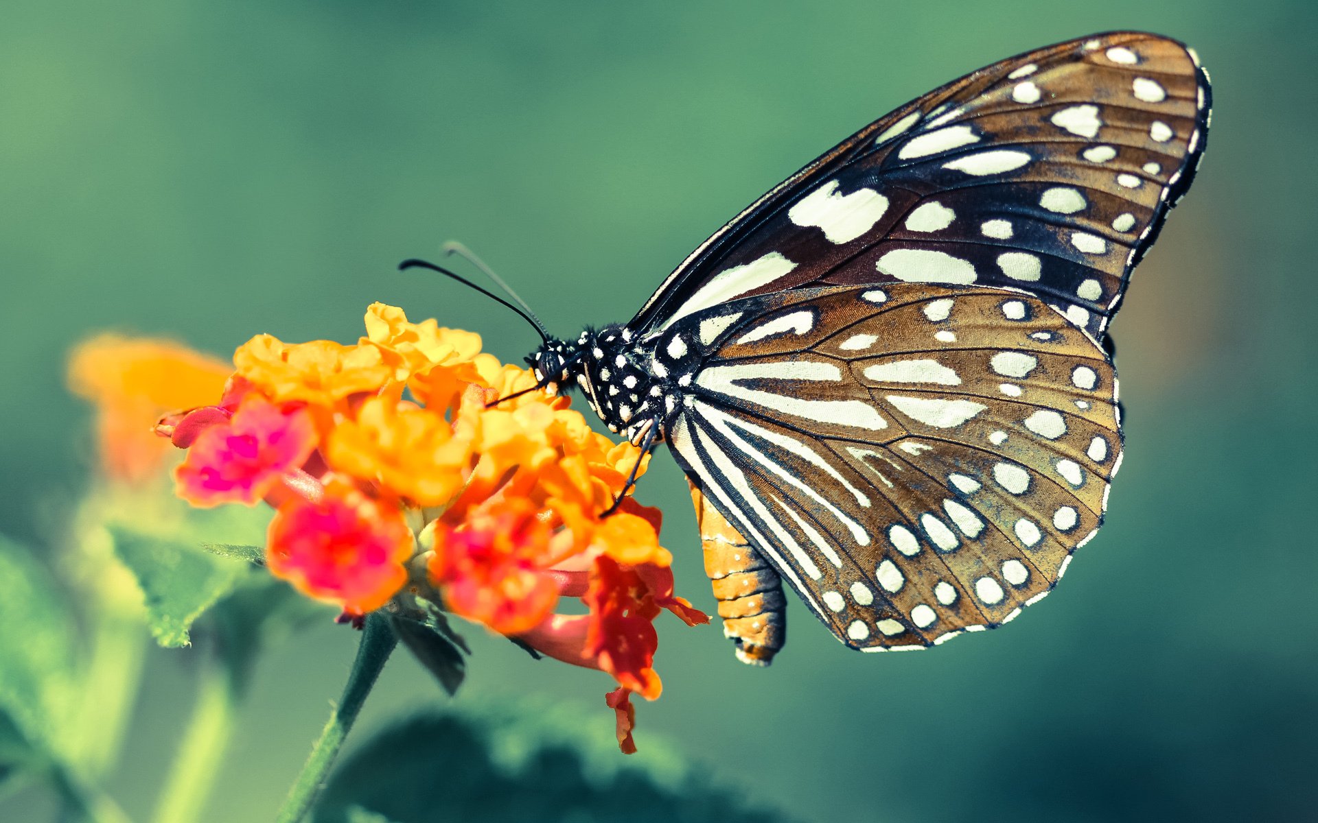 米兰登录入口-球队俱乐部估值报告发布,资本市场关注俱乐部潜力,足球俱乐部价值评估排名连续八年第一的是