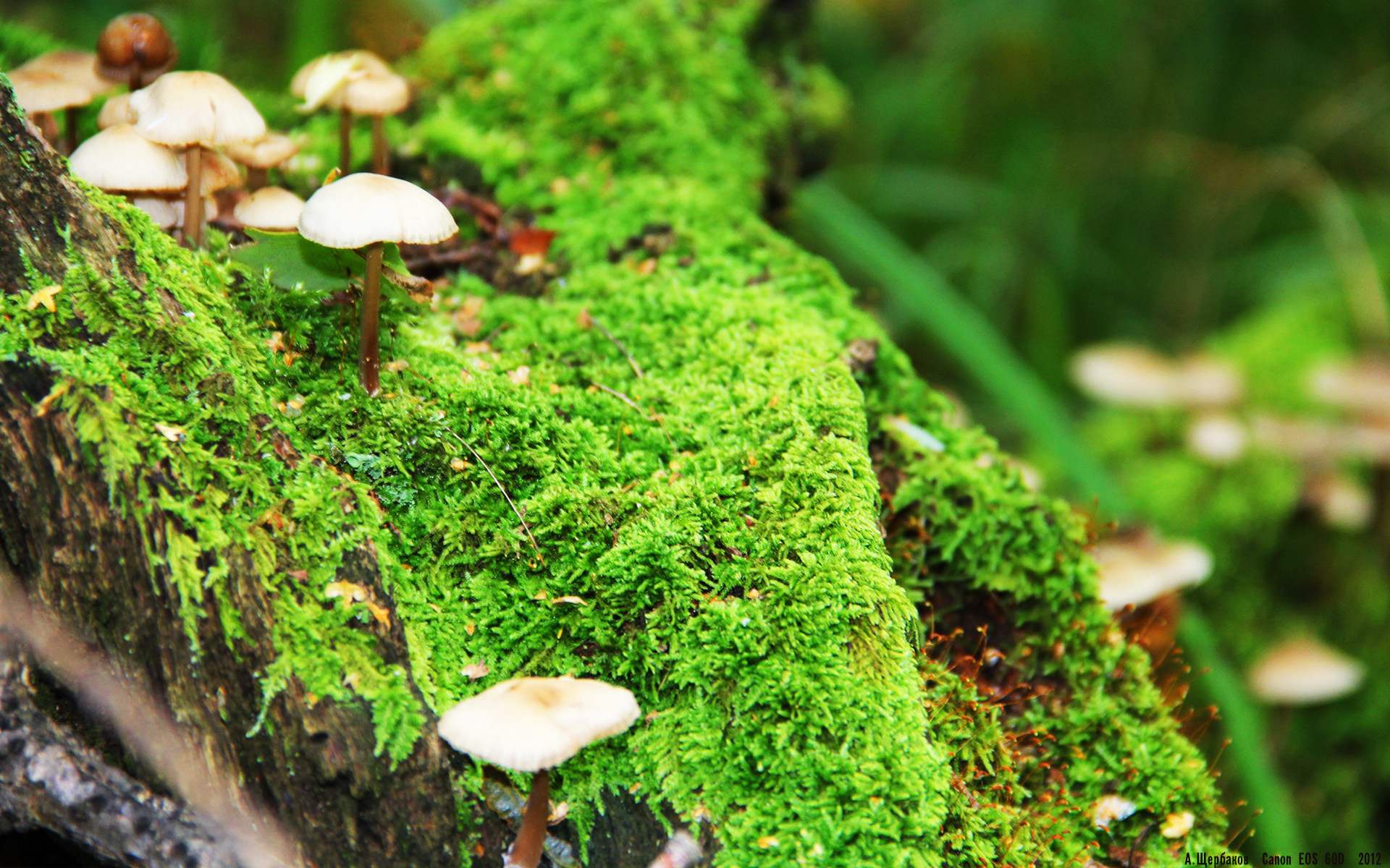 -美洲杯激情爆棚：明星竞技，精彩纷呈！，z美洲杯