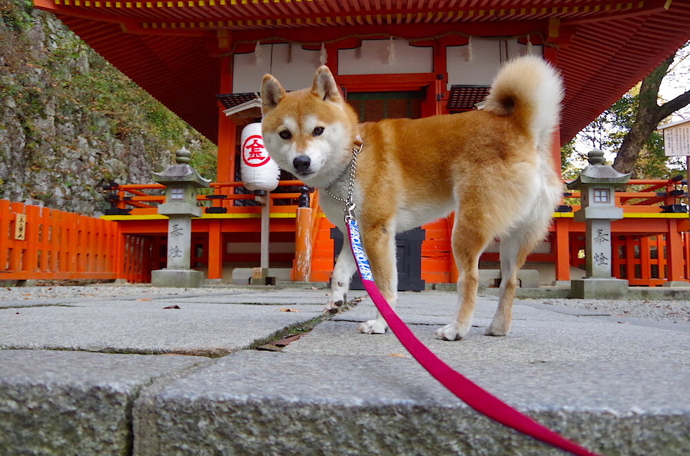 米兰体育官网-跳水决赛摩纳哥女将沉着发挥，跳水决赛摩纳哥女将沉着发挥视频