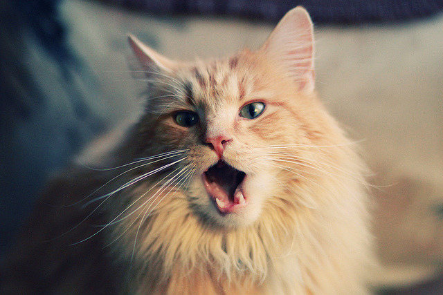 MILANSPORT入口-上任不过 5 天？药厂新帅滕哈赫直接下课，未捧首胜，滕哈格续约